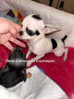 Deb’s Gentleman INKBLOT- 2 VIDEOS, a male Chihuahua for sale in Tracy, CA – 4 of 8
