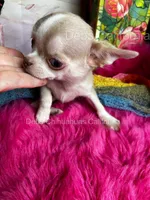Tiny SPARROW , a male Chihuahua for sale in Tracy, CA – 7 of 7