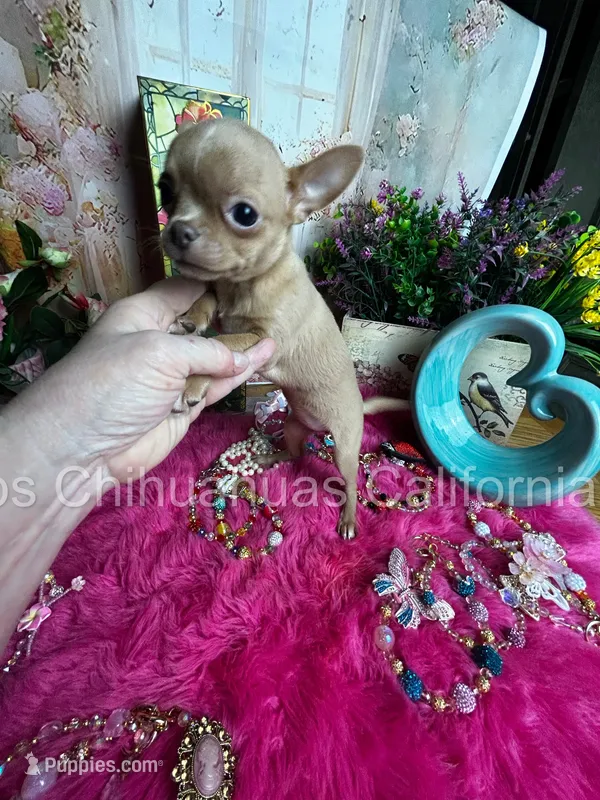 Adorable GOLDIE -See Video  – Chihuahua puppy for sale in Tracy, CA