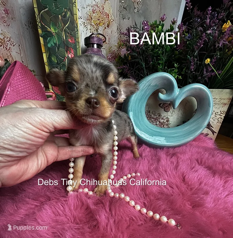 XTiny BAMBI  – Chihuahua puppy for sale in Tracy, CA