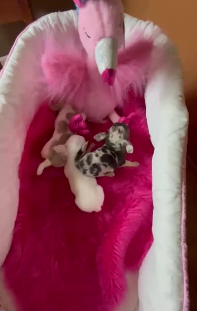 Tiny PEANUT See Video, a female Chihuahua for sale in Tracy, CA – 3 of 3