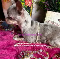 Ohlala - Pics parents and past sibling , a male Chihuahua for sale in Tracy, CA – 6 of 6