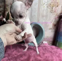 Little CASPER- 2 Videos! , a male Chihuahua for sale in Tracy, CA – 5 of 8