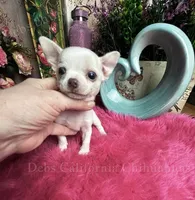 Puzzled Pete, a female Chihuahua for sale in Tracy, CA – 4 of 4