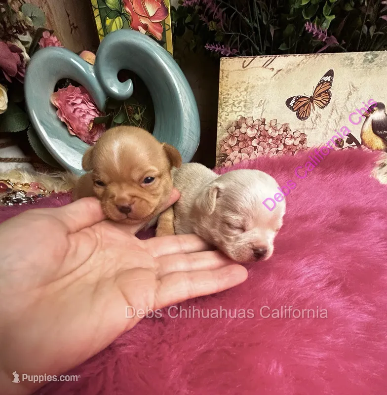 Dollface Teddy Ruxpin + Parents Pics – Chihuahua puppy on hold in Tracy, CA