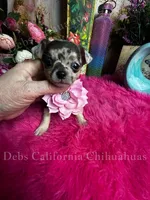 Bam Bam PEBBLES , a female Chihuahua for sale in Tracy, CA – 2 of 5