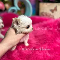 Tiny POWDER, a male Chihuahua for sale in Tracy, CA – 4 of 6