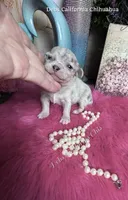 Deb’s CA PICASSO , a male Chihuahua for sale in Tracy, CA – 3 of 3