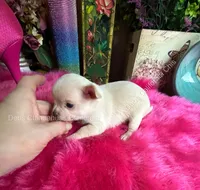 Debs California Chis STUART , a male Chihuahua for sale in Tracy, CA – 5 of 5