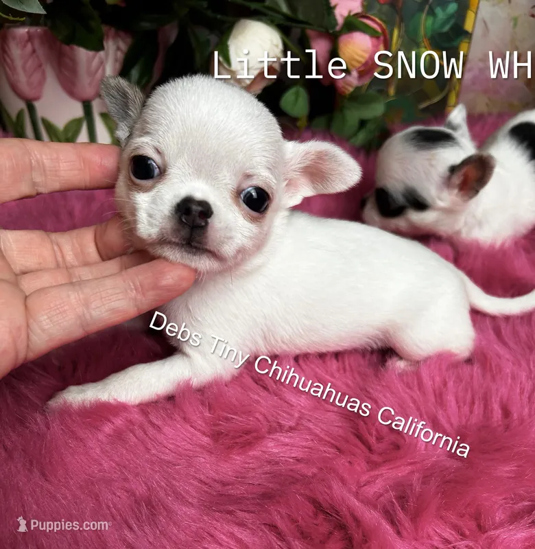 Little SnowWhite  – Chihuahua puppy for sale in Tracy, CA