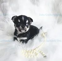   Longcoat Tiny PEPE LE PEW, a male Chihuahua for sale in Tracy, CA – 5 of 5