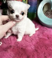 Extraordinary Dollface Boy , a male Chihuahua for sale in Tracy, CA – 5 of 6