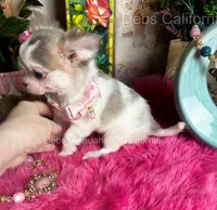 Little Longcoat SOPHIE , a female Chihuahua for sale in Tracy, CA – 6 of 9