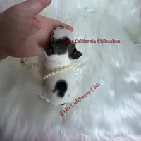  Tiny WEENSY , a female Chihuahua for sale in Tracy, CA – 2 of 3