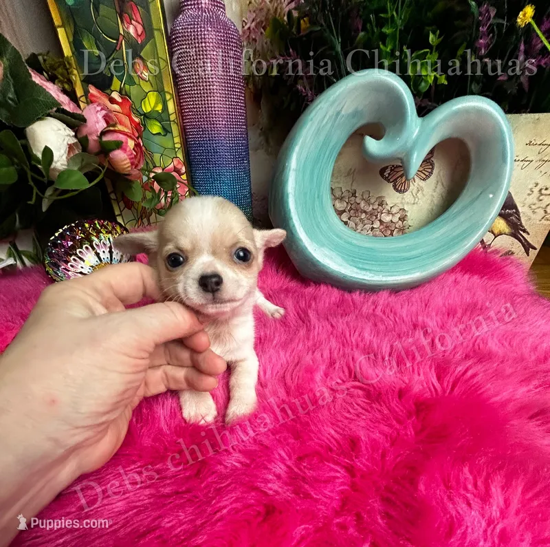 Little BUTTON see video – Chihuahua puppy for sale in Tracy, CA