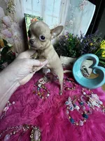 Little GOLDIE -Video, a female Chihuahua for sale in Tracy, CA – 2 of 4