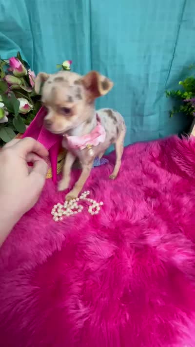 SARAH   2 Videos, a male Chihuahua for sale in Tracy, CA – 7 of 7