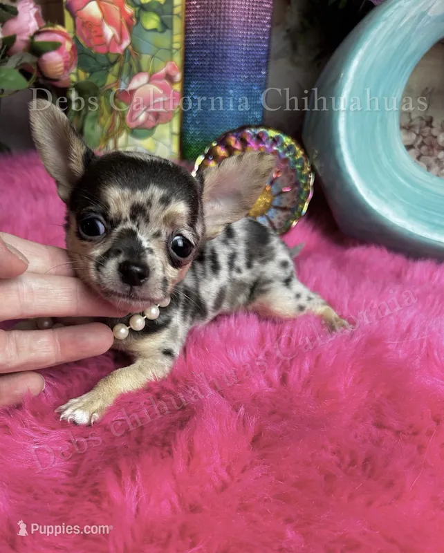 Tiny TIGER LILY see Video – Chihuahua puppy for sale in Tracy, CA