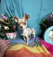 SARAH   2 Videos, a male Chihuahua for sale in Tracy, CA – 2 of 7