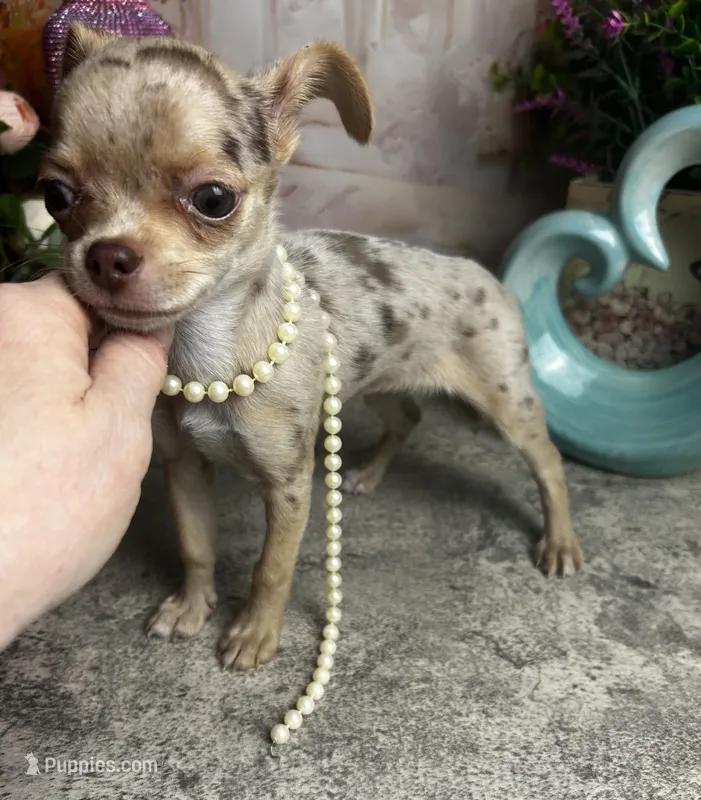 Sarah Plain & Tall See Video – Chihuahua puppy for sale in Tracy, CA