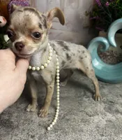 Sarah Plain & Tall See Video, a male Chihuahua for sale in Tracy, CA – 1 of 5