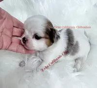 Longcoat little WENDY , a female Chihuahua for sale in Tracy, CA – 2 of 3