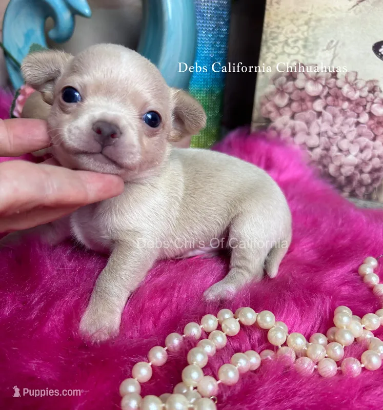 Little HARLEY  – Chihuahua puppy for sale in Tracy, CA