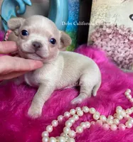 Little HARLEY , a male Chihuahua for sale in Tracy, CA – 1 of 3