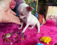 DEB’S California Chis  Little CASPER- 3 Videos! , a male Chihuahua for sale in Tracy, CA – 5 of 10