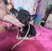 Tiny PEPSI aka Oreo, a male Chihuahua for sale in Tracy, CA – 5 of 5