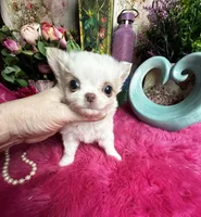 Extraordinary Dollface Boy , a male Chihuahua for sale in Tracy, CA – 3 of 6