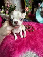 Tiny SPARROW , a male Chihuahua for sale in Tracy, CA – 5 of 7