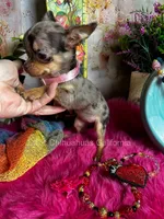 Tiny Cupcake , a female Chihuahua for sale in Tracy, CA – 4 of 8