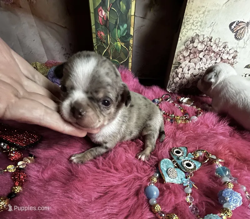 Rolex - price incl nanny delivery – Chihuahua puppy for sale in Tracy, CA