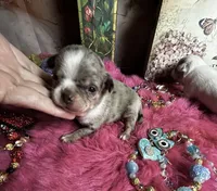 Rolex - price incl nanny delivery, a  Chihuahua for sale in Tracy, CA – 1 of 4