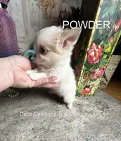 Tiny POWDER  See VIDEO, a male Chihuahua for sale in Tracy, CA – 3 of 5