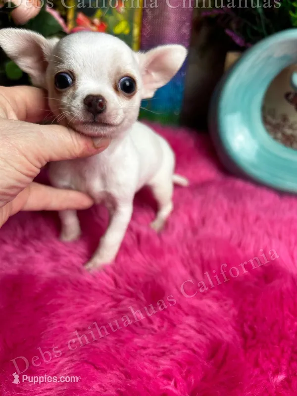 Tiny PEANUT See Video – Chihuahua puppy for sale in Tracy, CA