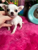 Tiny PEANUT See Video, a female Chihuahua for sale in Tracy, CA – 1 of 3