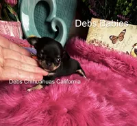 Teensy Dream Baby , a female Chihuahua for sale in Tracy, CA – 2 of 3
