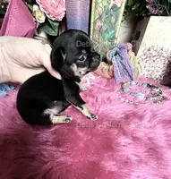 Debs Calif Chi’s VADER, a male Chihuahua for sale in Tracy, CA – 4 of 4