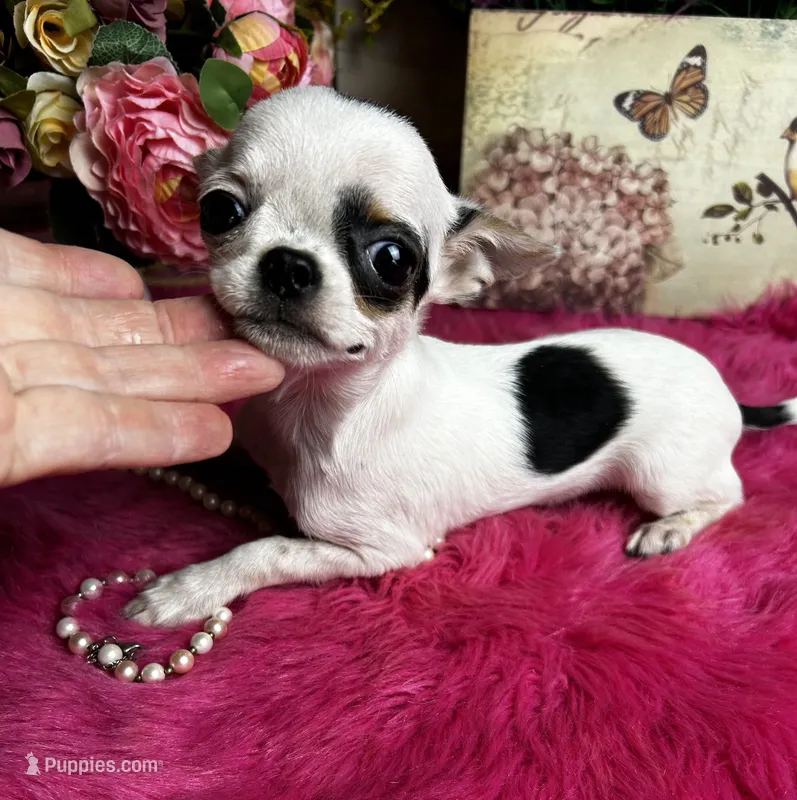 5 month old INKBLOT – Chihuahua puppy for sale in Tracy, CA