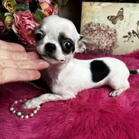 5 month old INKBLOT, a male Chihuahua for sale in Tracy, CA – 2 of 6