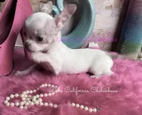 Little CASPER- 2 Videos! , a male Chihuahua for sale in Tracy, CA – 2 of 8