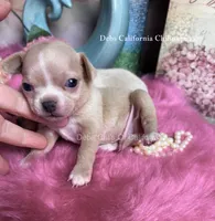 Little PEANUT , a male Chihuahua for sale in Tracy, CA – 3 of 4