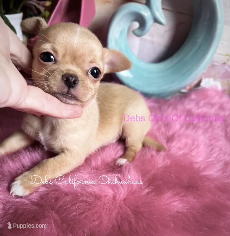 Tiny  POOH BEAR – Chihuahua puppy for sale in Tracy, CA