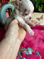 Deb’s STERLING -2 Videos, a male Chihuahua for sale in Tracy, CA – 7 of 10