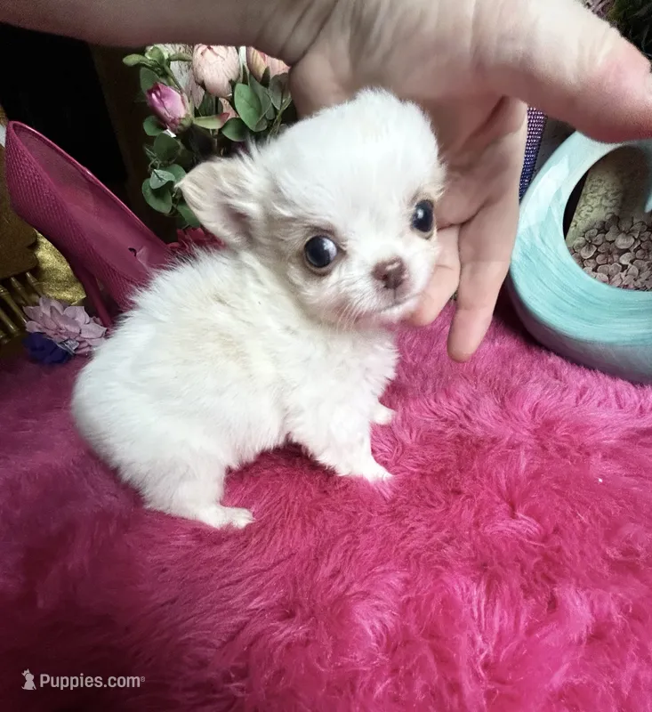 Extraordinary Dollface Boy  – Chihuahua puppy for sale in Tracy, CA