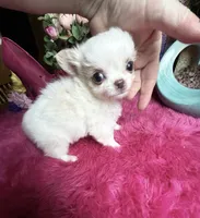 Extraordinary Dollface Boy , a male Chihuahua for sale in Tracy, CA – 1 of 6