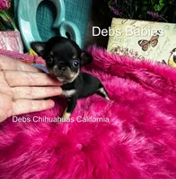 Teensy Dream Baby , a female Chihuahua for sale in Tracy, CA – 3 of 3