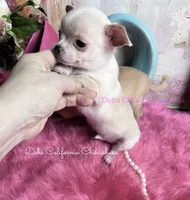 Tiny STUART LITTLE , a male Chihuahua for sale in Tracy, CA – 7 of 7